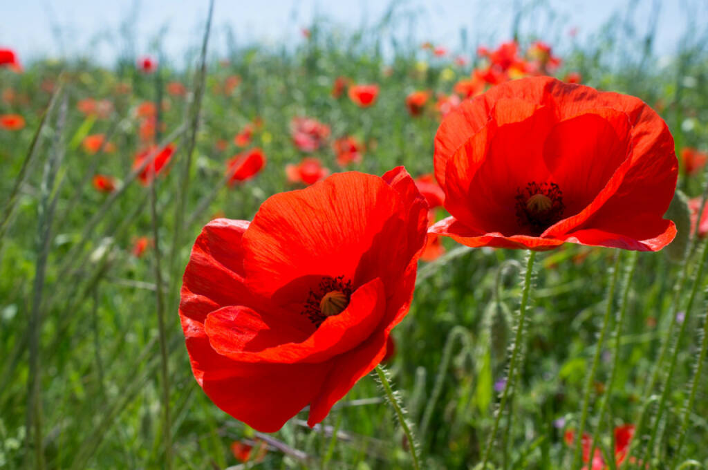 Mohnblume, http://www.shutterstock.com/de/pic-142201180/stock-photo-red-poppy-flowers-in-the-oil-seed-rape-fields.html, © (www.shutterstock.com) (25.07.2014) 