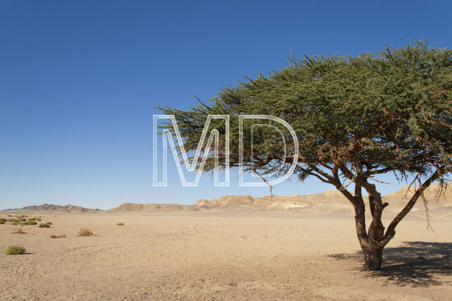 Akazienbaum, Marsa Alam, Ägypten