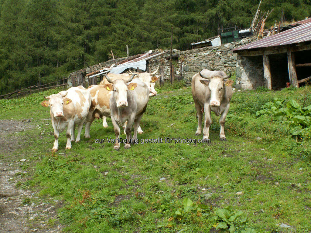 Kuh, Rind - Naturfreunde Österreich: Richtiger Umgang mit Rinderherden beim Wandern!  (c) Doris Winder
Fotocredit:Naturfreunde Österreich, © Aussendung checkfelix (31.07.2014) 