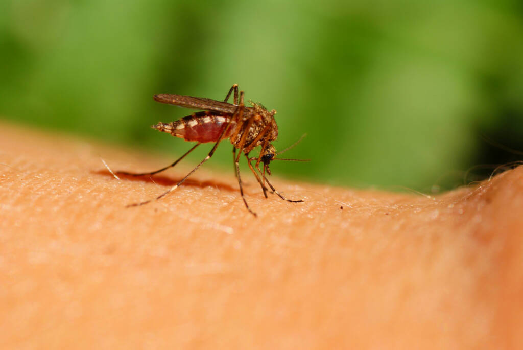 Mücke, Gelse, Blut, Blutsauger, Mosquito, http://www.shutterstock.com/de/pic-34944307/stock-photo-mosquito-drinks-human-blood-on-green-background.html , © (www.shutterstock.com) (31.07.2014) 