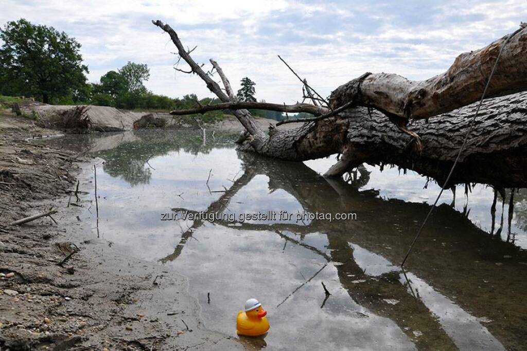 Nicht Hochwasser oder Schlamperei haben diesen Stamm ins Wasser gelegt. Er ist ein so genannter Rauh-Baum, den Experten genau an diese Stelle in den neuen Flusslauf der Traisen gelegt und verankert haben. Er bremst die Wassergeschwindigkeit (wovon sich Ente Doris persönlich überzeugte) und wird Fischen als Unterschlupf dienen, wenn die neue Traisen fertig gestaltet ist.  Source: http://facebook.com/verbund, © Aussender (01.08.2014) 