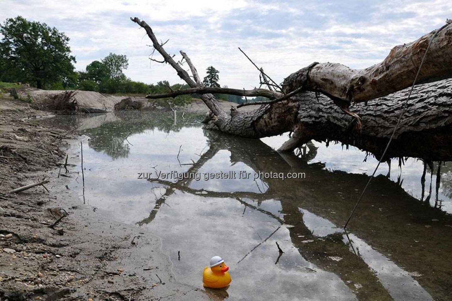 Nicht Hochwasser oder Schlamperei haben diesen Stamm ins Wasser gelegt. Er ist ein so genannter Rauh-Baum, den Experten genau an diese Stelle in den neuen Flusslauf der Traisen gelegt und verankert haben. Er bremst die Wassergeschwindigkeit (wovon sich Ente Doris persönlich überzeugte) und wird Fischen als Unterschlupf dienen, wenn die neue Traisen fertig gestaltet ist.  Source: http://facebook.com/verbund