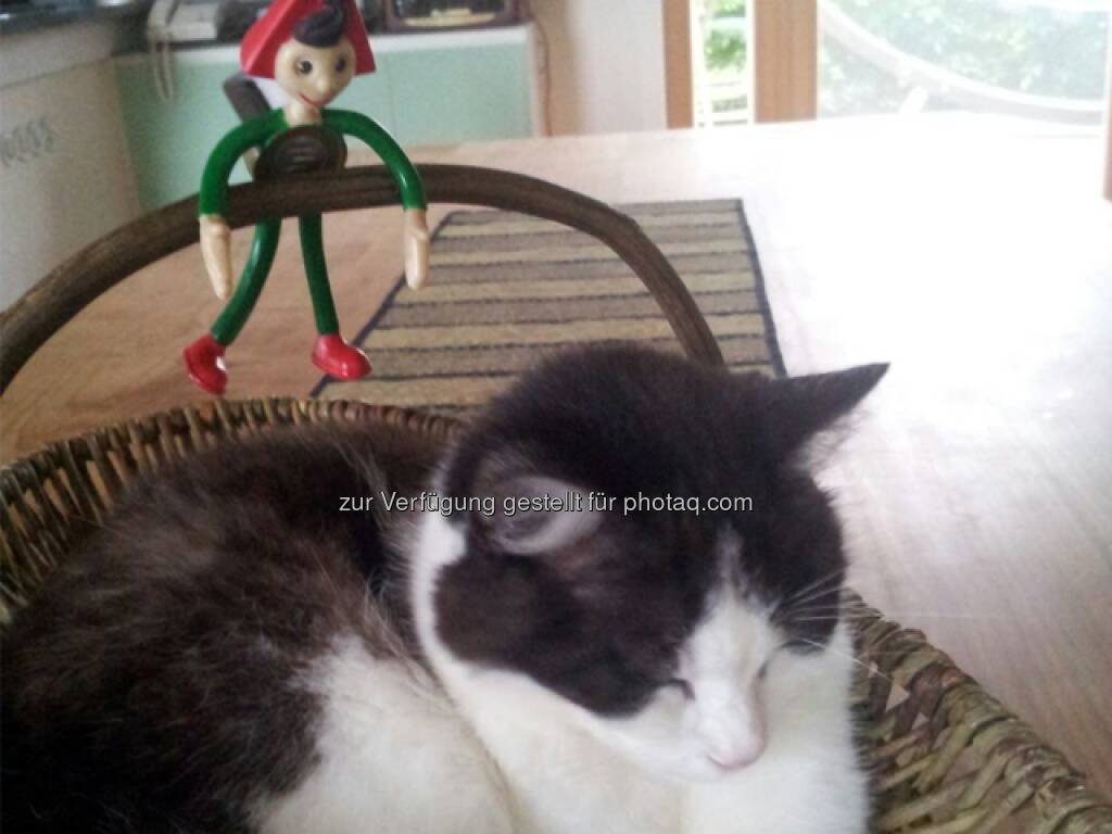 Heute ist Weltkatzentag. Unser Sparefroh hat mit Hauskatze Dodo gleich Freundschaft geschlossen :-) Haben auch Sie einen pelzigen Liebling? Wir freuen uns über Ihren Beitrag:  Source: http://facebook.com/erstebank (08.08.2014)