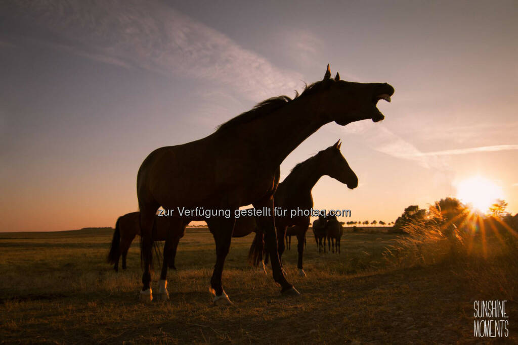 Pferde, http://www.sunshinemoments.at/, © Georg Krewenka, <a href=