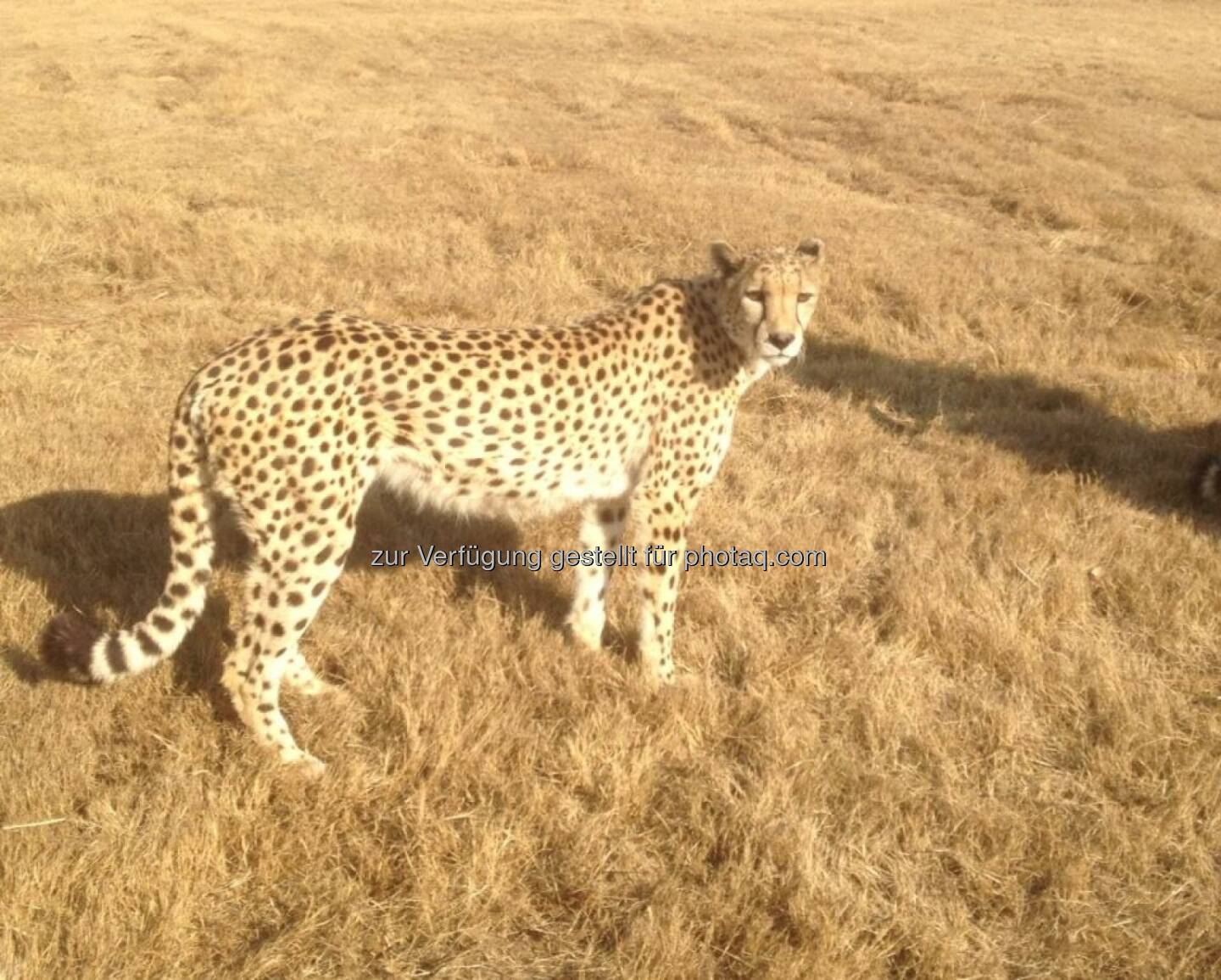 Südafrika: Der erste 'Arbeitstag' hier in Pretoria hat mich mit dem Red Bull Team und den X-Fighter Athleten in einen Safari Park geführt! Unglaublich tolles Erlebnis ...