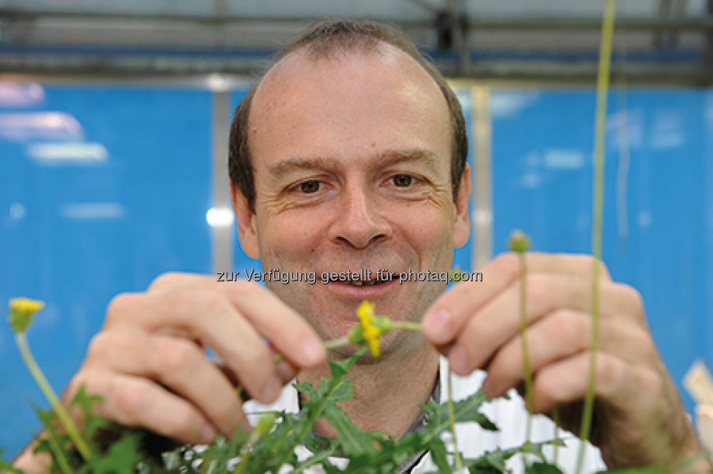 ContinentaL Löwenzahn soll in Zukunft wertvollen Naturkautschuk für die Reifenproduktion liefern – ganz ohne Gentechnik!  Source: http://facebook.com/Continental.Reifen