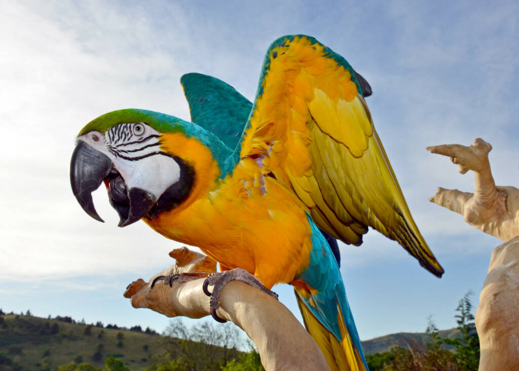 Papagei, http://www.shutterstock.com/de/pic-148435385/stock-photo-beautiful-screaming-macaw.html, © www.shutterstock.com (22.03.2025) 