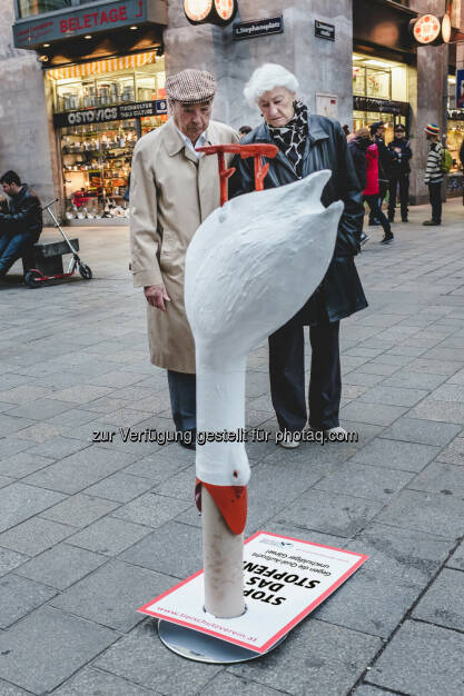 Österreichischer Tierschutzverein: Kennzeichnungspflicht für Martinigansl gefordert, © Aussender (04.11.2014) 