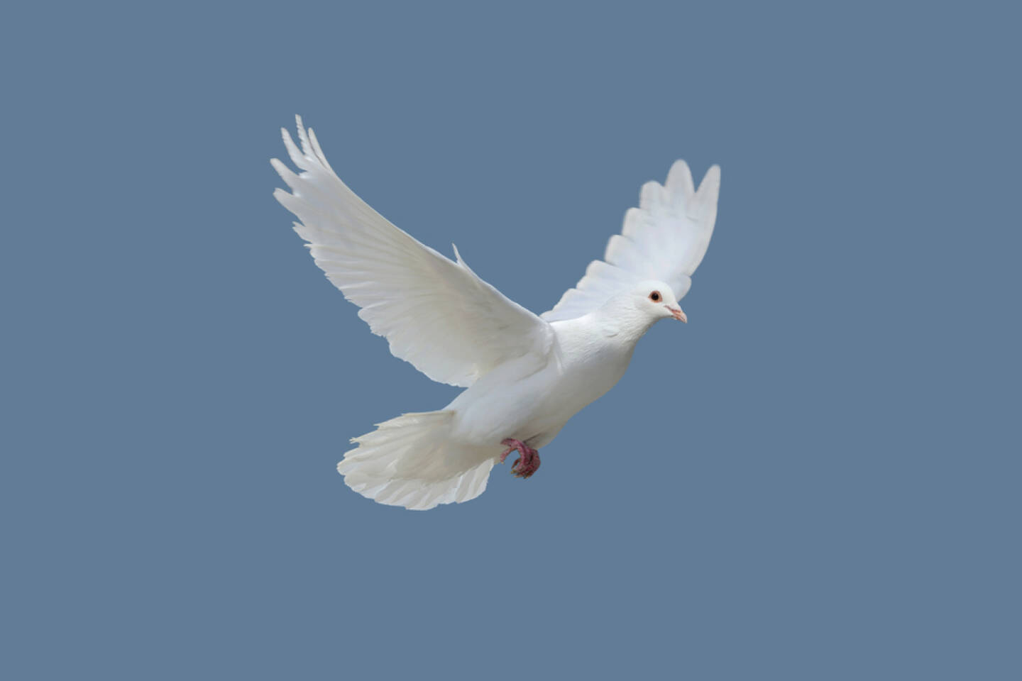 Taube, weiß, weiße Taube, Friedenstaube, peace, Friede, fliegen, http://www.shutterstock.com/de/pic-166870778/stock-photo-dove.html