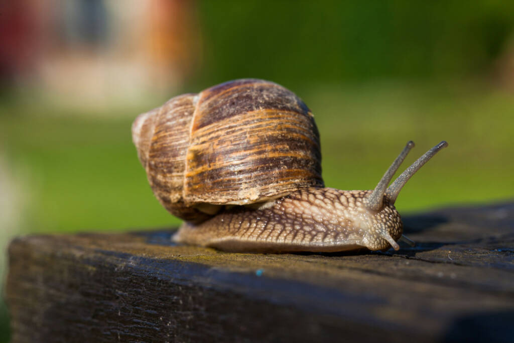 Schnecke, langsam, http://www.shutterstock.com/de/pic-144765469/stock-photo-snail-on-the-table.html, © www.shutterstock.com (22.03.2025) 