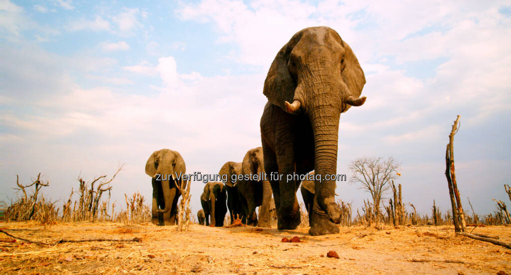 Constantin Film: Afrika - Das Magische Königreich - ab 5.3.2015 im Kino, Elefanten, © Aussendung (15.12.2014) 