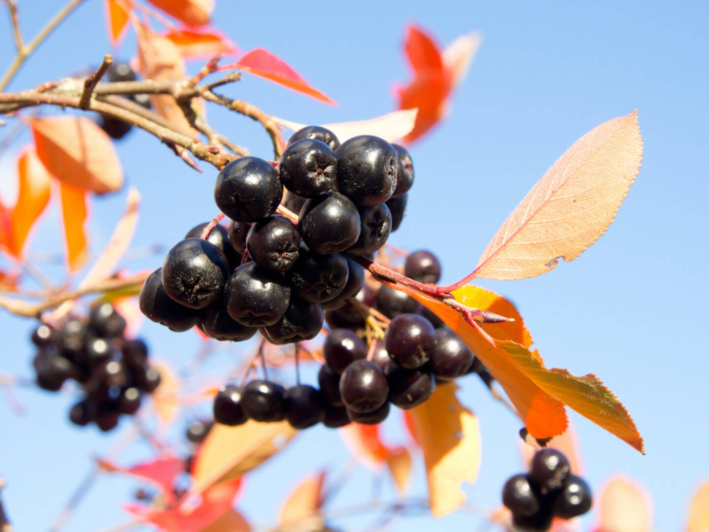 Aronia, Superfruit, http://www.shutterstock.com/de/pic-198603641/stock-photo-black-chokeberry-on-a-blue-sky-background-aronia-melanocarpa.html