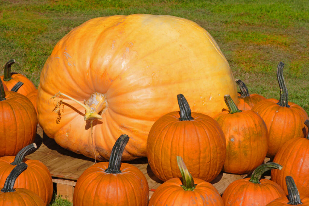 Kürbis, groß, gross, Größe, Grösse, Riesenkürbis, Riese, http://www.shutterstock.com/de/pic-5915356/stock-photo-a-giant-pumpkin-or-squash-surrounded-by-traditional-pumpkins.html?, © www.shutterstock.com (12.01.2015) 