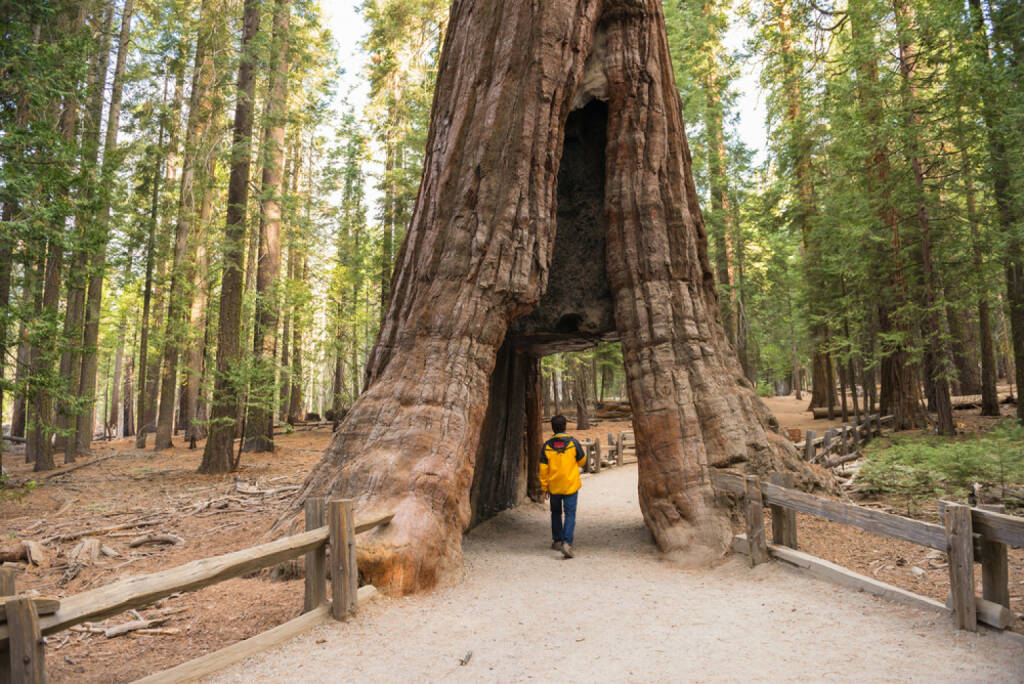 Baum, Baumriese, Riese, groß, gross, Größe, Grösse, http://www.shutterstock.com/de/pic-239236648/stock-photo-giant-sequoia-mariposa-grove-yosemite-national-park-california.html, © www.shutterstock.com (12.01.2015) 