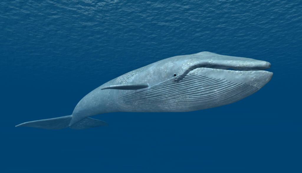 Blauwal, Wal, groß, gross, Größe, Grösse, Meer, http://www.shutterstock.com/de/pic-242249575/stock-photo-blue-whale-computer-generated-d-illustration.html, © www.shutterstock.com (12.01.2015) 