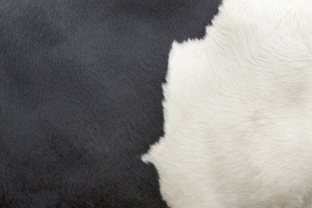 Gegenteil, schwarz, weiß, schwarz/weiß, Kuh, Kuhfell, Haut, http://www.shutterstock.com/de/pic-215533348/stock-photo-part-of-the-pattern-on-hide-of-black-and-white-cow.html, © www.shutterstock.com (25.01.2015) 