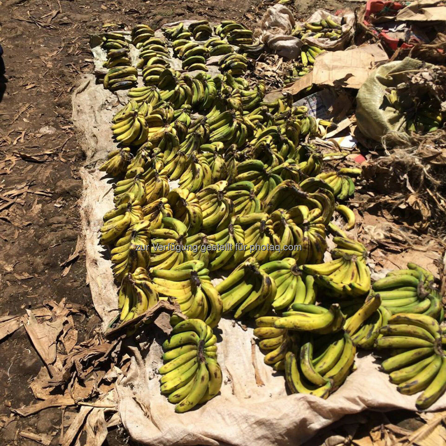 Kenia, Markt, Bananen