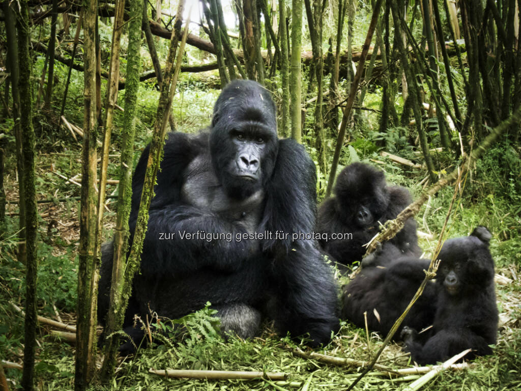 Constantin Film: Afrika - Das magische Königreich ab 05.03.2015 im Kino, © Aussendung (02.03.2015) 