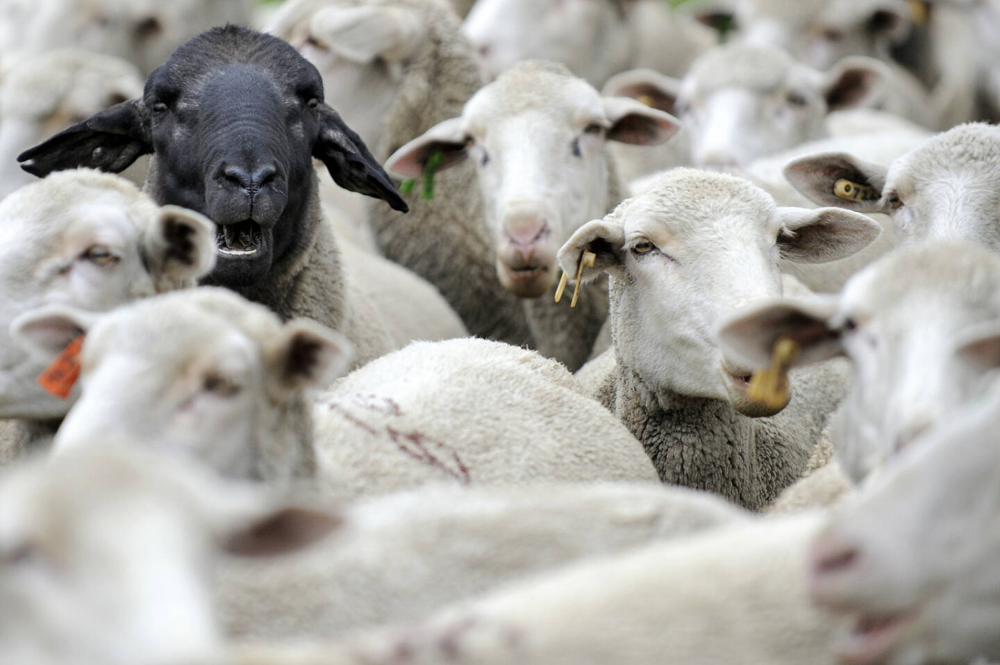 Schafe, schwarzes Schaf, Herde http://www.shutterstock.com/de/pic-69755869/stock-photo-the-black-sheep-in-the-group.html