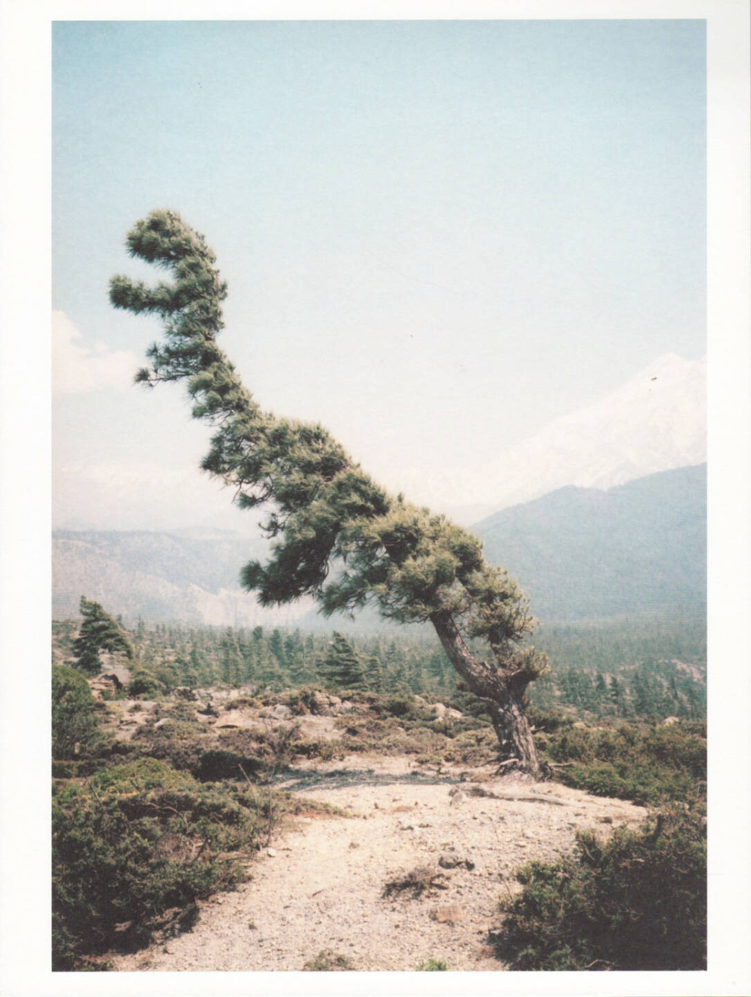 Vincent Delbrouck - Some Windy Trees, Self published/Wilderness 2013, Cover - http://josefchladek.com/book/vincent_delbrouck_-_some_windy_trees