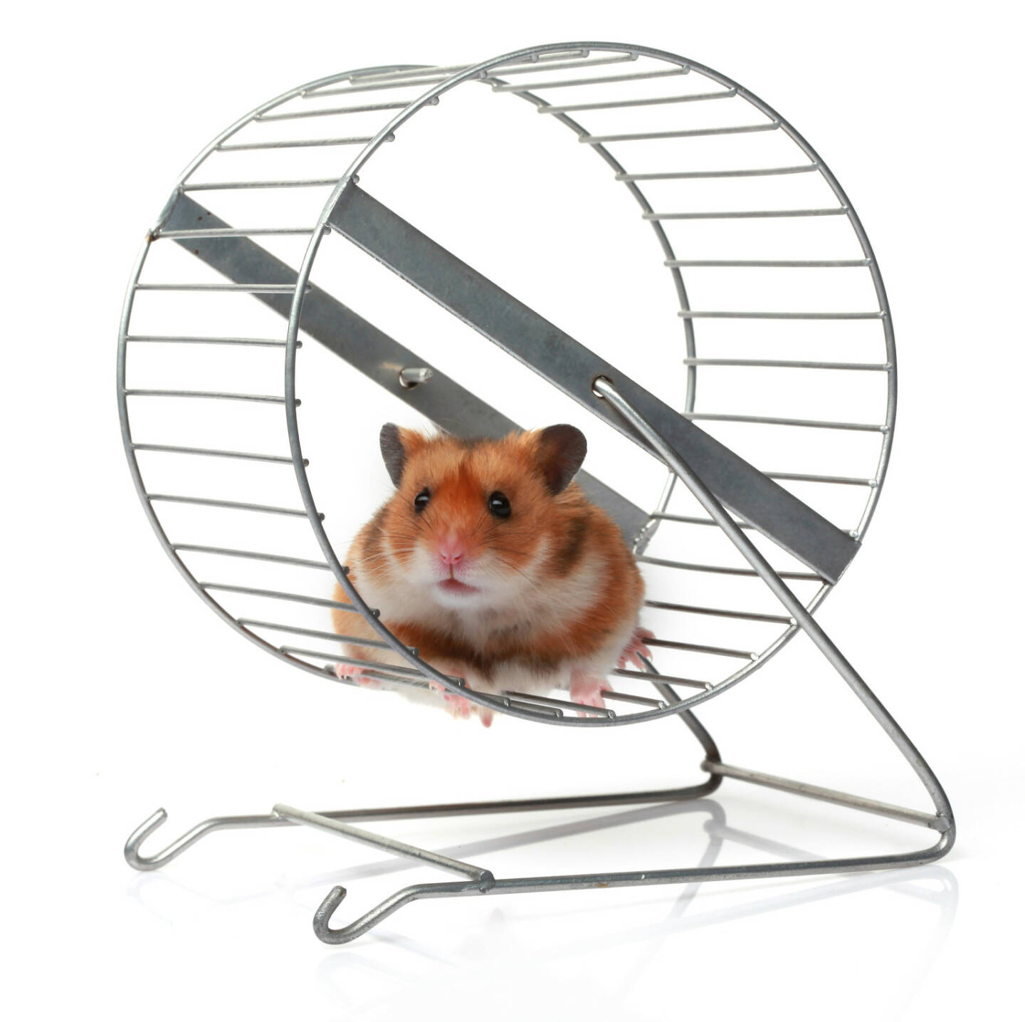 Hamster, Hamsterrad, Kleintier - http://www.shutterstock.com/de/pic-162923342/stock-photo-hamster-in-a-wheel.html