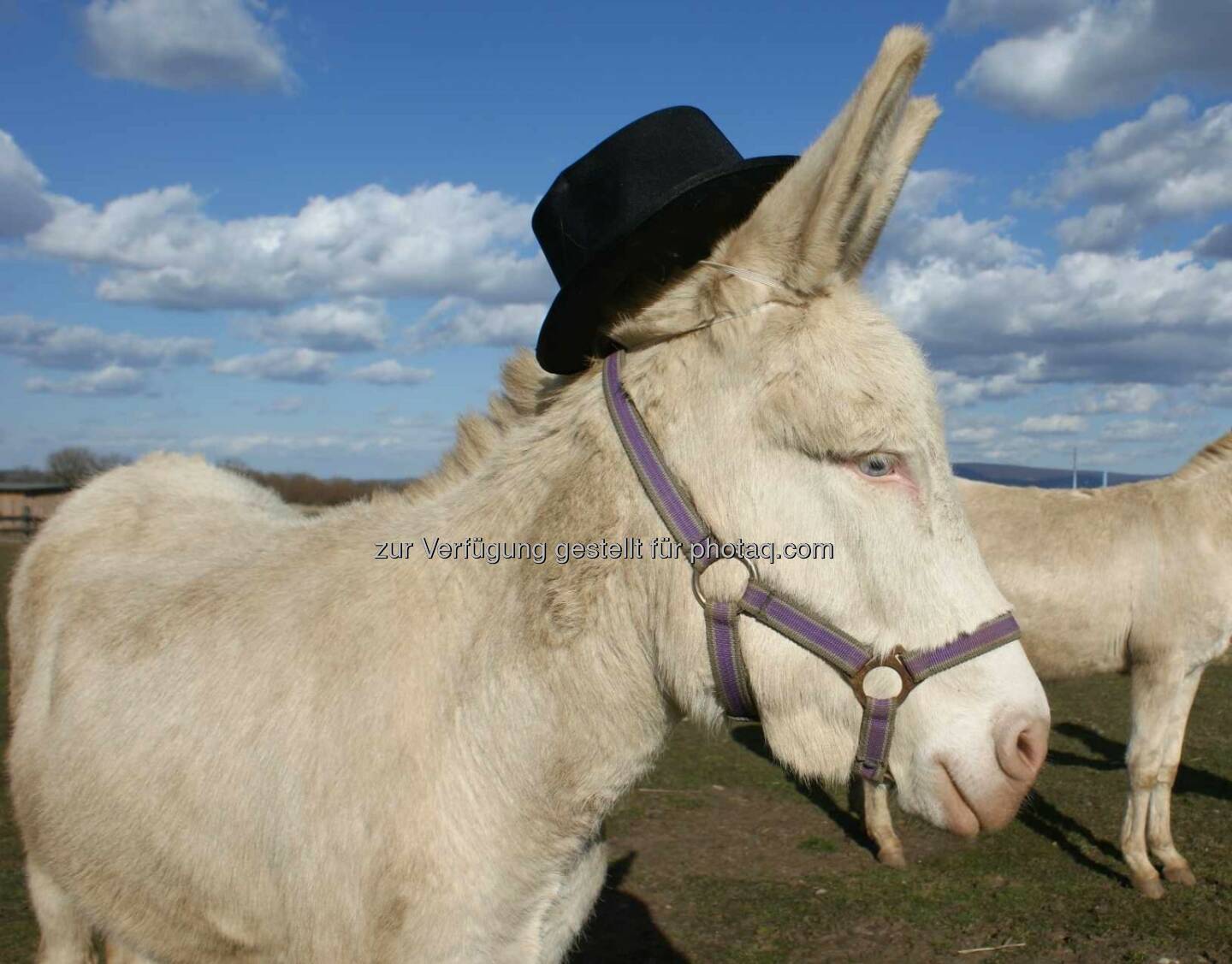 LUMIs magisches Kinderfest - Beim Eselstriegeln, Ponyreiten oder bei den Lamaführungen gehen LUMIs Gäste auf Tuchfüllung mit den vierbeinigen Bewohnern von Schloss Hof. Esel, Hut (Bild: José de Andrade)