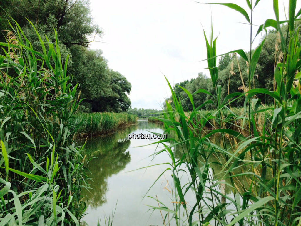 Stockerauer Au, Schilf, © Martina Draper (19.06.2015)