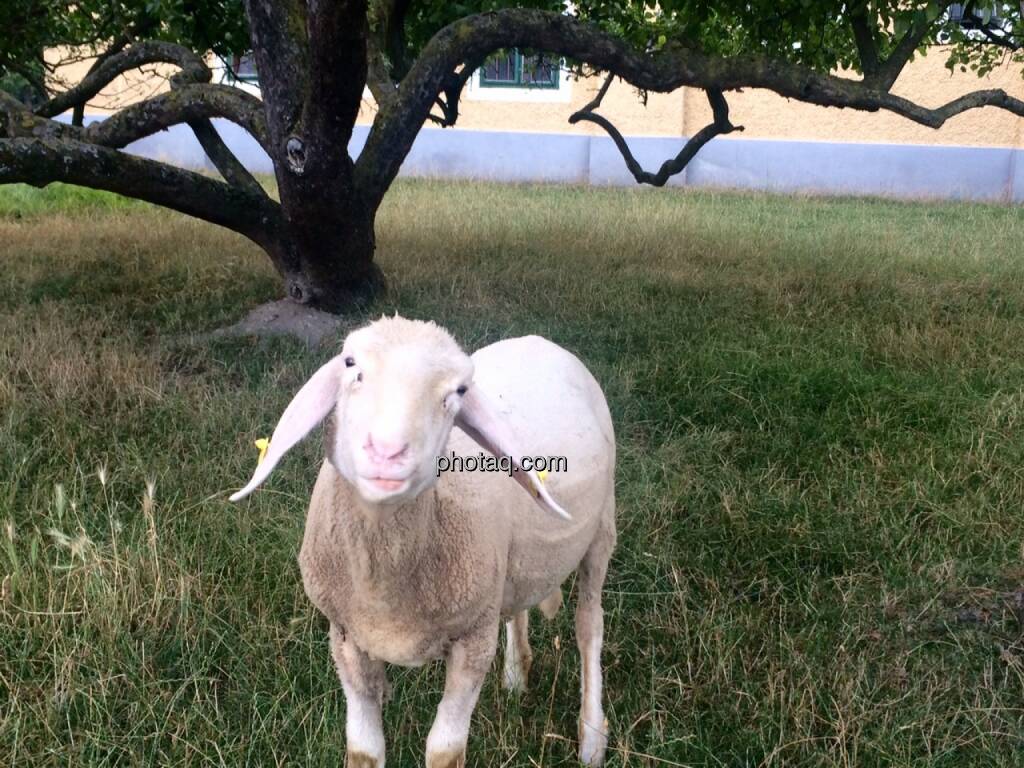 Schaf, © Martina Draper (15.07.2015)