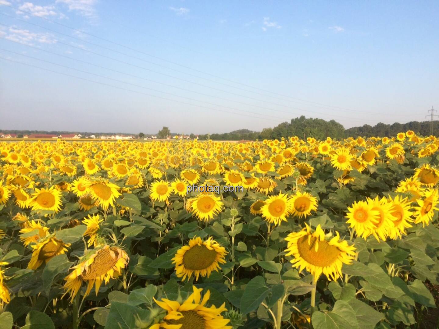 Sonnenblumen