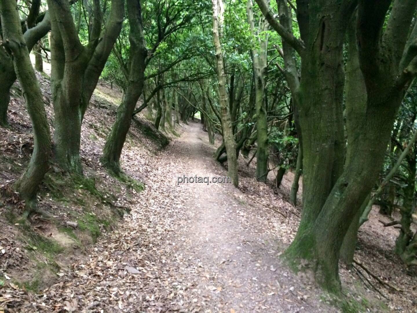 Wald, total verlaufen