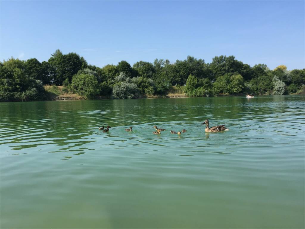 Teich, Enten, Badewanne (24.07.2015) 