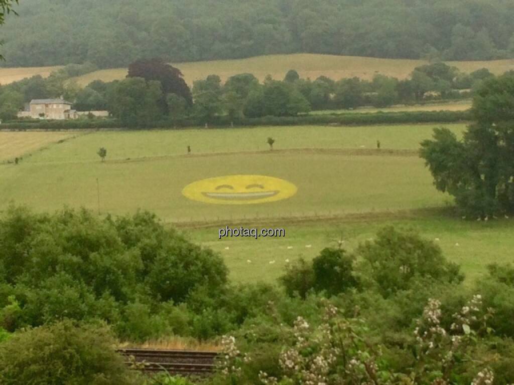 Smeil im Feld, Bath, England (26.07.2015) 