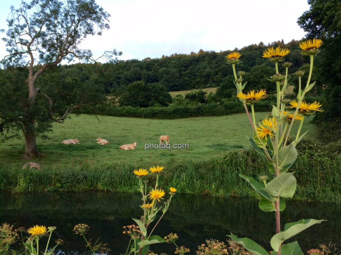 Kühe, ländliche Idylle, so mag ich das