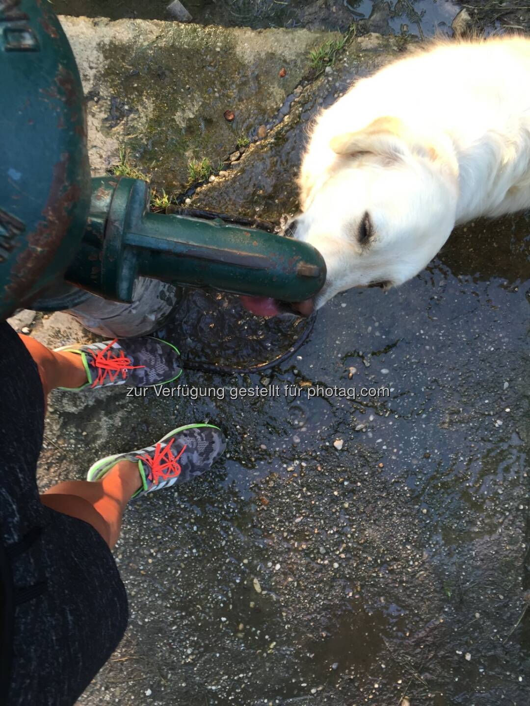 trinken, Hund, Durst, Hitze, Brunnen