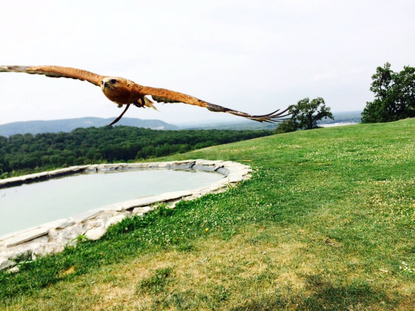 Bussard, Adlerwarte Burg Kreuzenstein