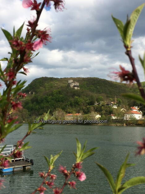 Burg Greifenstein, © Martina Draper (25.08.2015) 