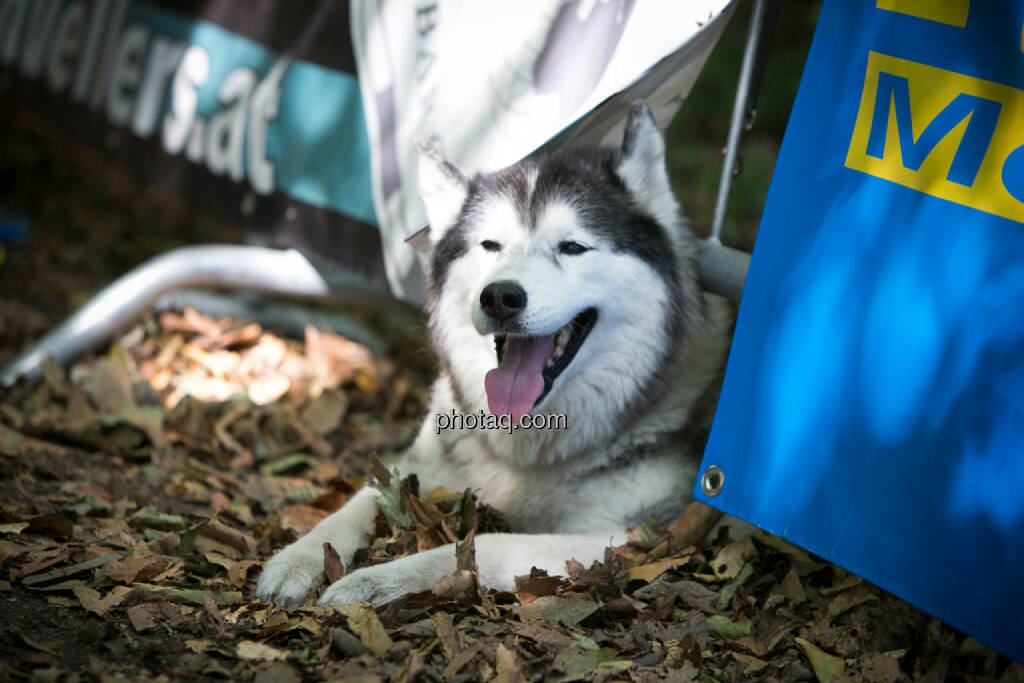 Hund, © photaq/Martina Draper/Josef Chladek (30.08.2015)