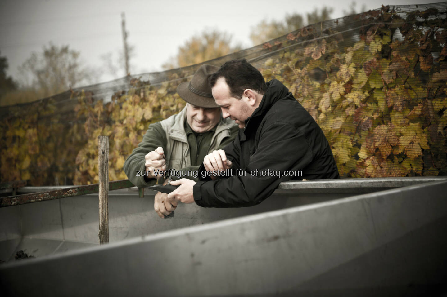 Gerhard Kracher, Hans Thyringer : Qualitätskontolle der Trauben im Weingarten : Kracher lädt zur legendären Jahrgangspräsentation & dem Fine Wine Event am 10. Oktober 2015 in den Weinlaubenhof in Illmitz : © Kracher GmbH