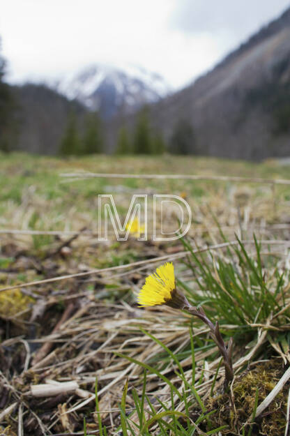 Alm, © (C) Martina Draper (20.03.2013) 