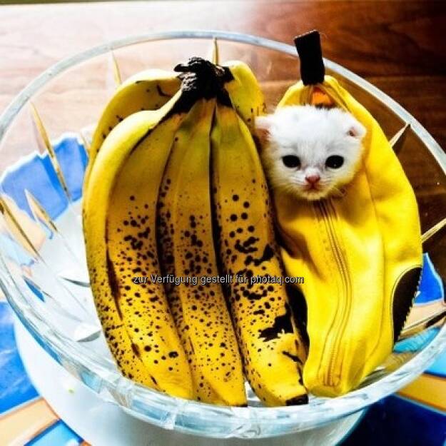 Bananing Kitty https://www.facebook.com/bananingofficial (22.03.2013) 