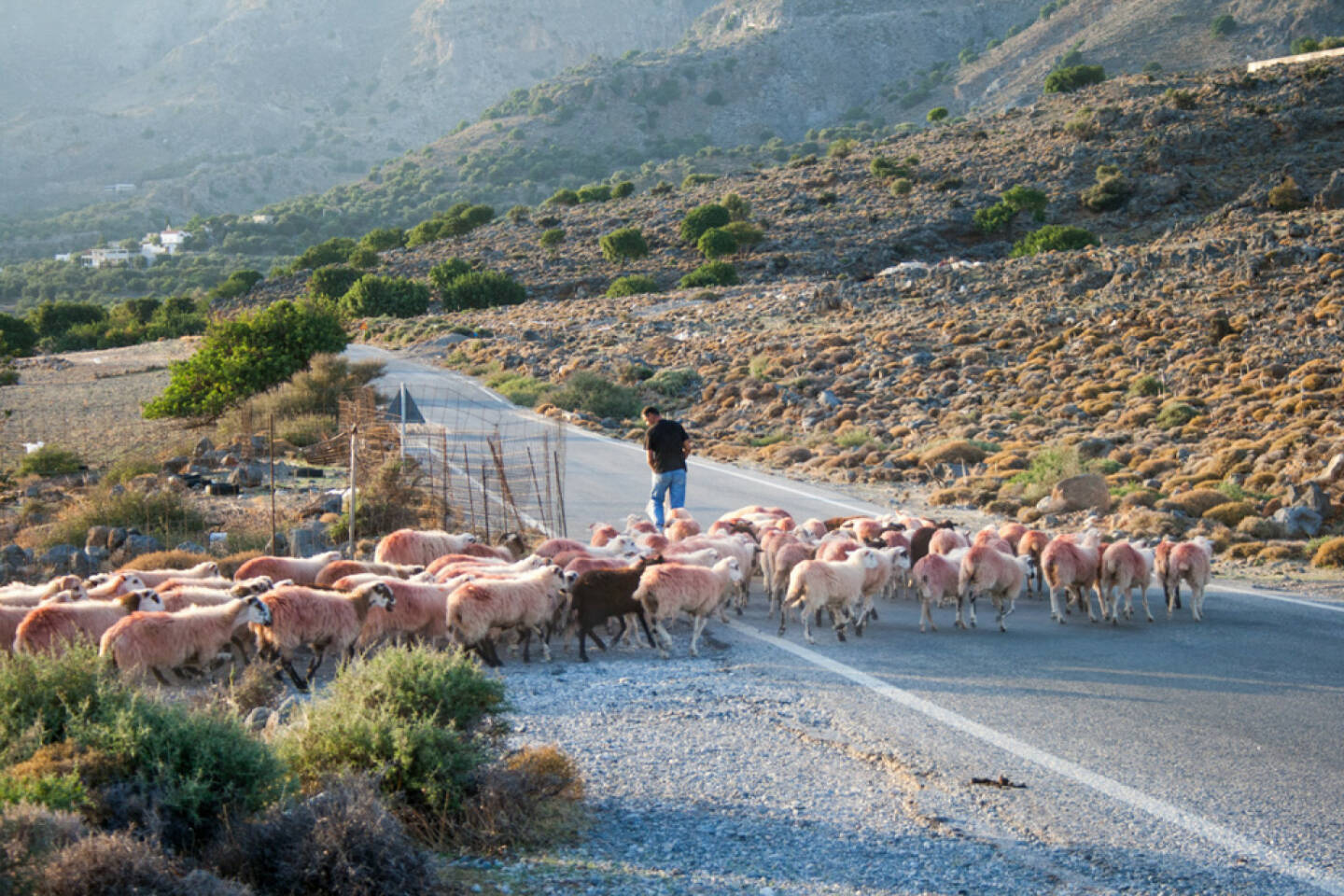 Schaf, Schafe, Herde, folgen, verfolgen, nach, hinten nach