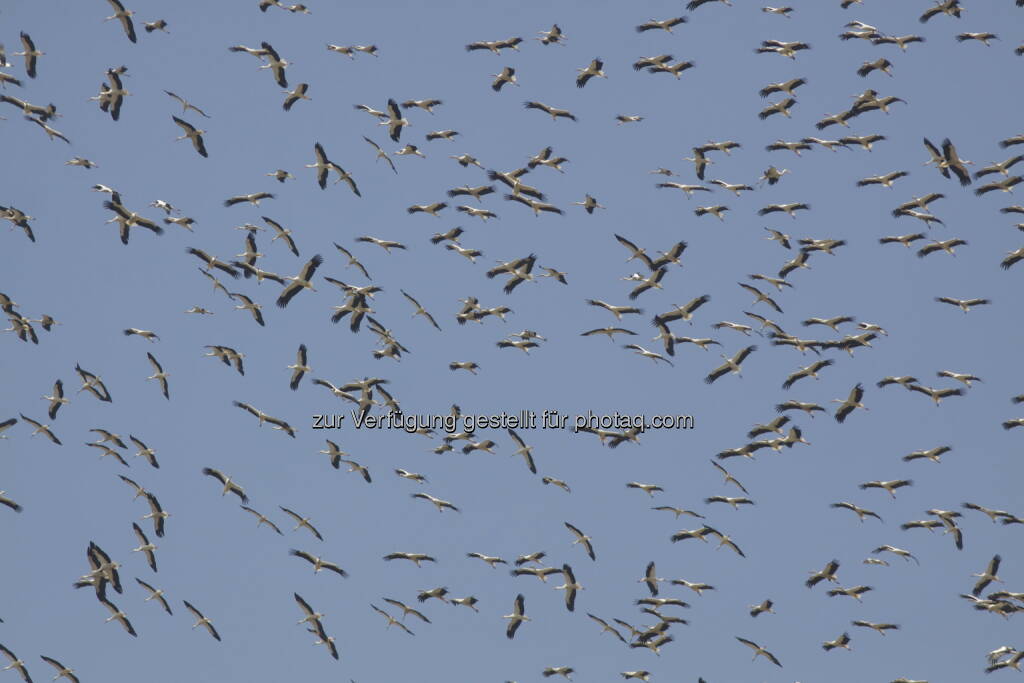 Störche auf dem Weg in das Winterquartier in Afrika - BirdLife Österreich: Vogelschutz: Welche Naturschutzmaßnahmen bringen den Erfolg? (Bild: Matthias Schmidt / BirdLife), © Aussender (21.10.2015) 