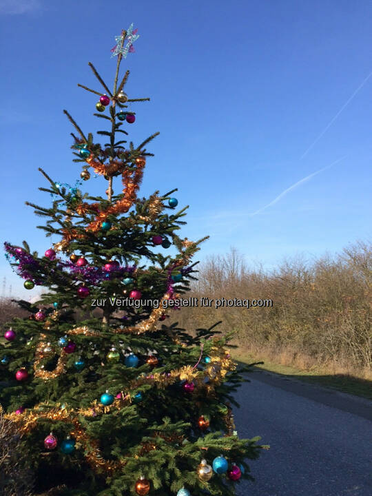 Christbaum Bild 44492 // Rad- und Laufbilder MD