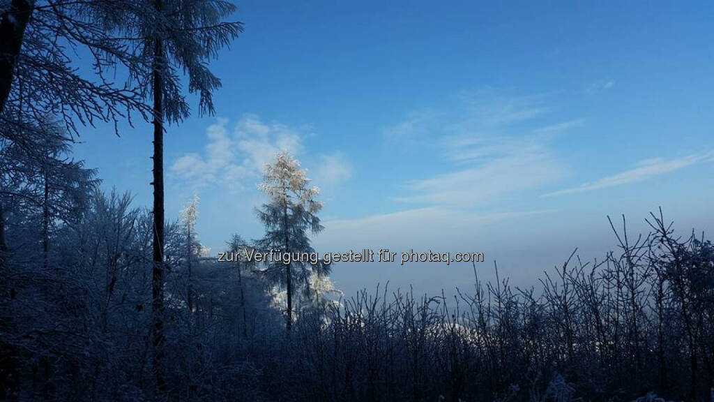 Baum, Schnee, © Michael Lagler (05.01.2016) 