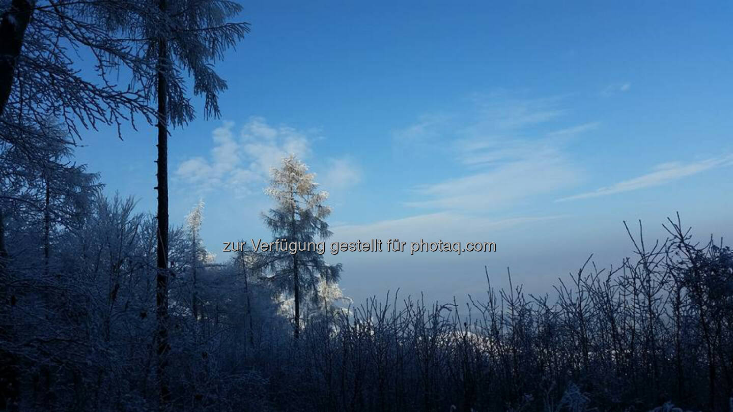 Baum, Schnee