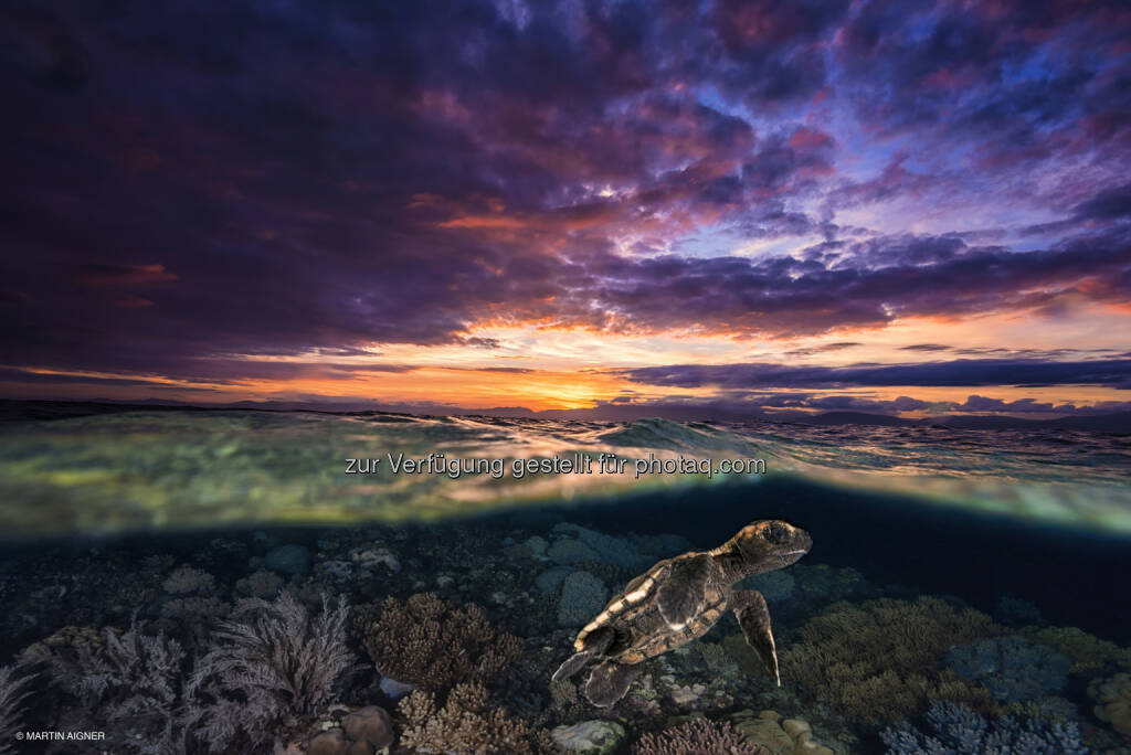 Cebu Philippinen, Sunrise Turtle : Terra Mater Magazin : Sieger des Fotowettbewerbes aus über 2000 Einsendungen gekürt : Das Siegerfoto 2015 von Martin Aigner zeigt eine frisch geschlüpfte Schildkröte unter Wasser – und gleichzeitig einen Sonnenaufgang vor der philippinischen Insel Cebu : Fotocredit: Martin Aigner, © Aussendung (08.02.2016) 