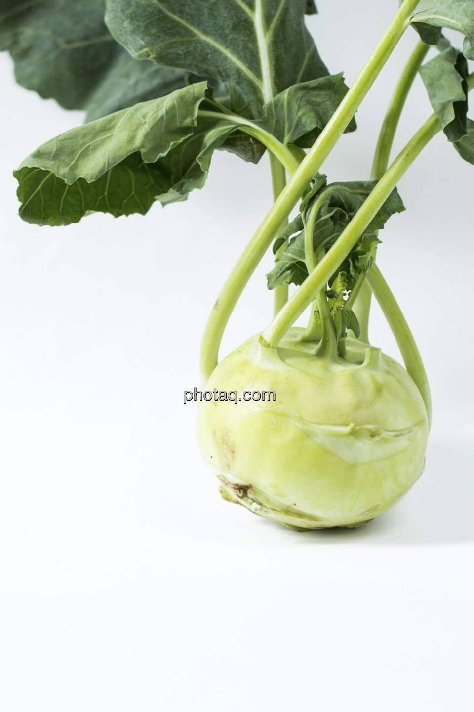 Kohlrabi