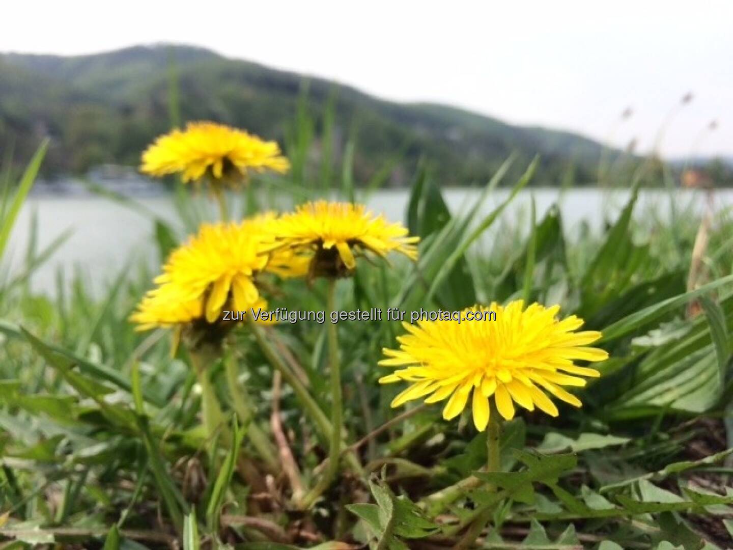 Löwenzahn, Blume