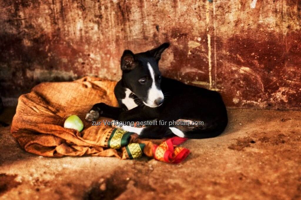 Hund, Indien by http://www.florap.com  (13.04.2013) 