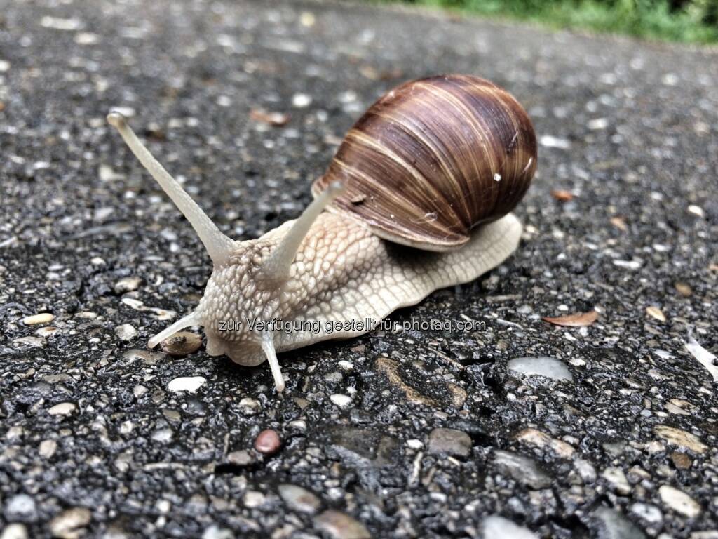 Schnecke (29.05.2016) 